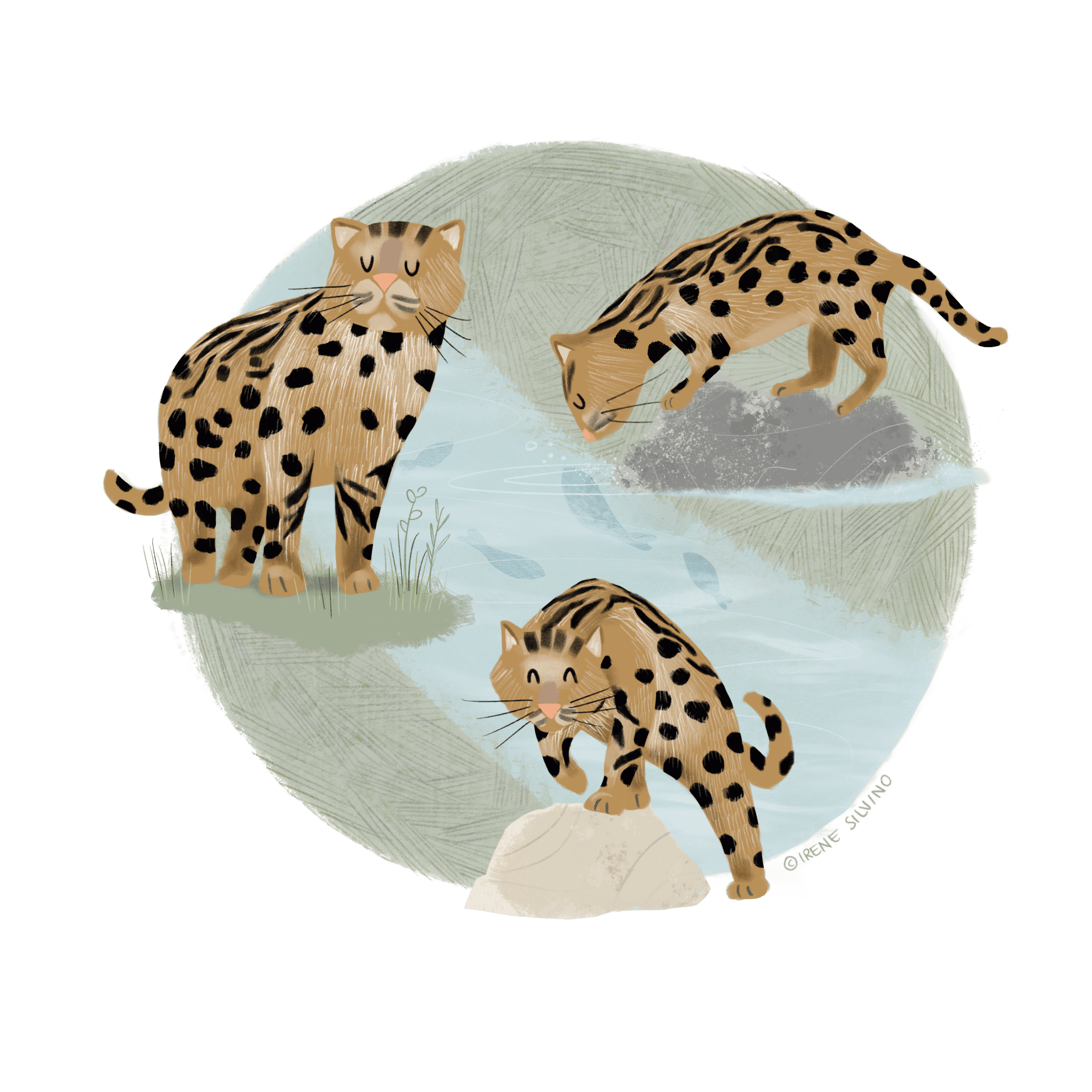 Fishing cats